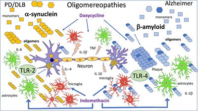 Oligomeropathies, inflammation and prion protein binding